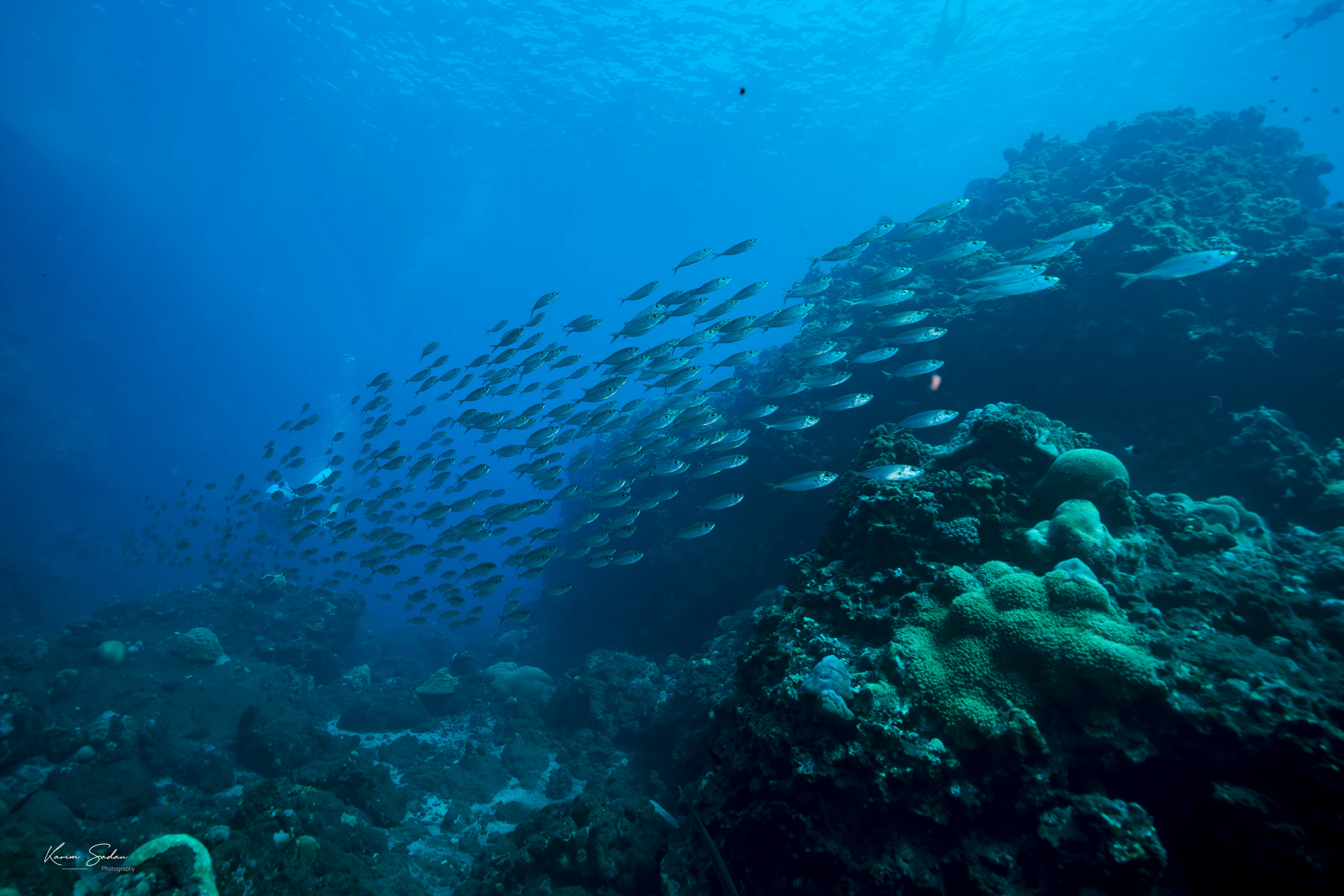 Banc de poissons et récif — Plongée d’exploration