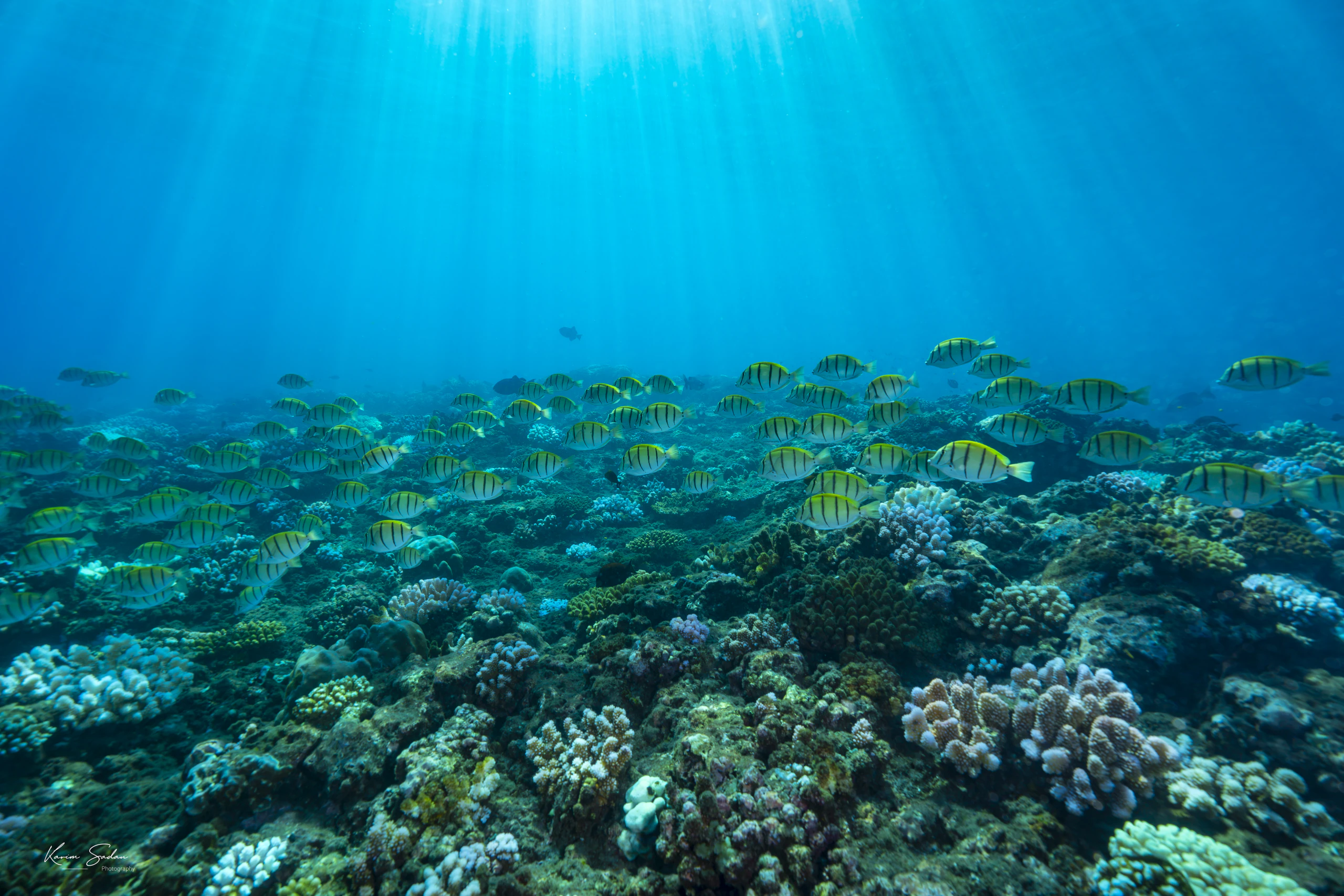 Banc de poissons au-dessus du récif — Formation Niveau 1